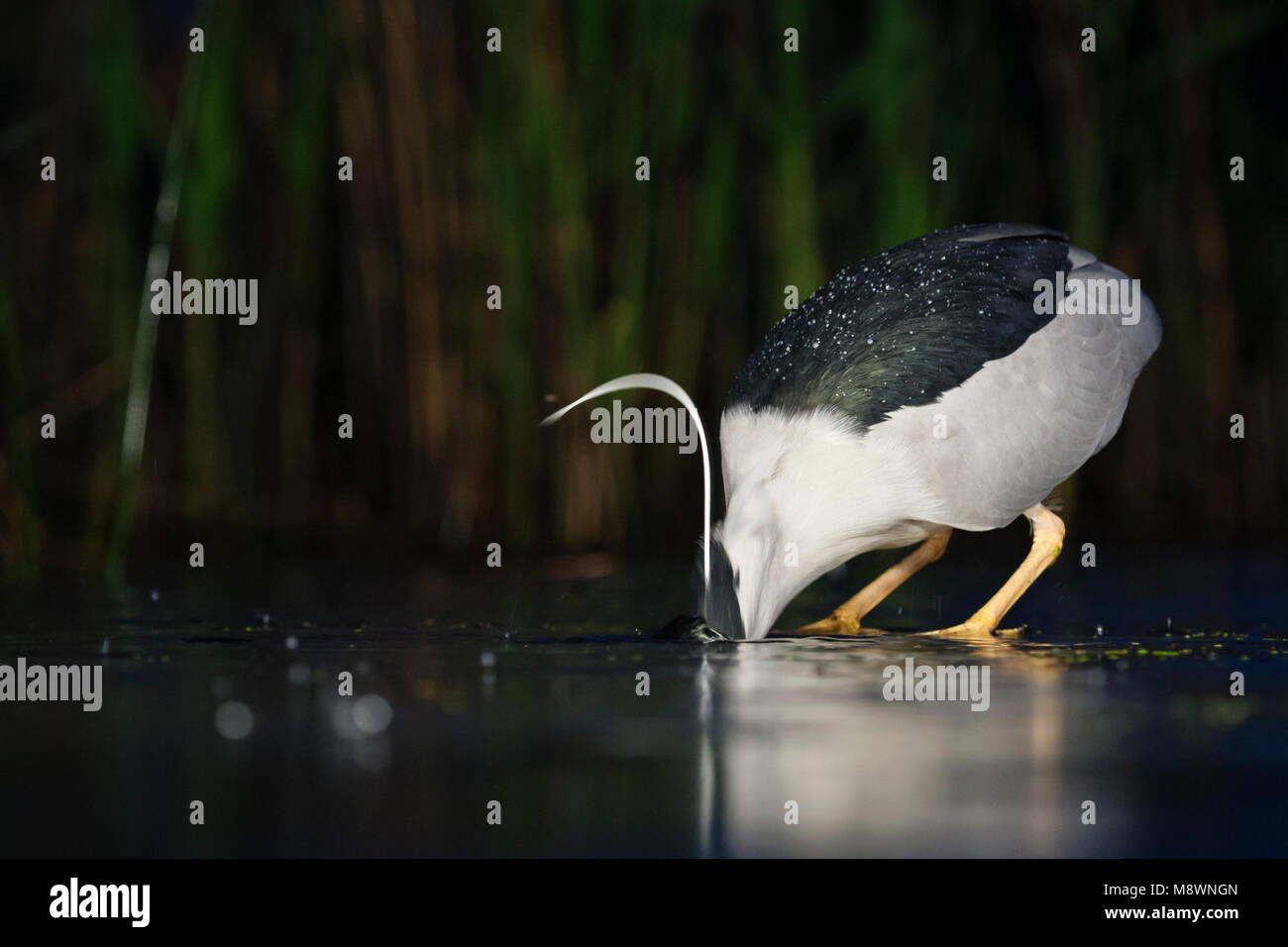 Kwak, jagend dans l'eau ; bihoreau gris dans l'eau de chasse Banque D'Images