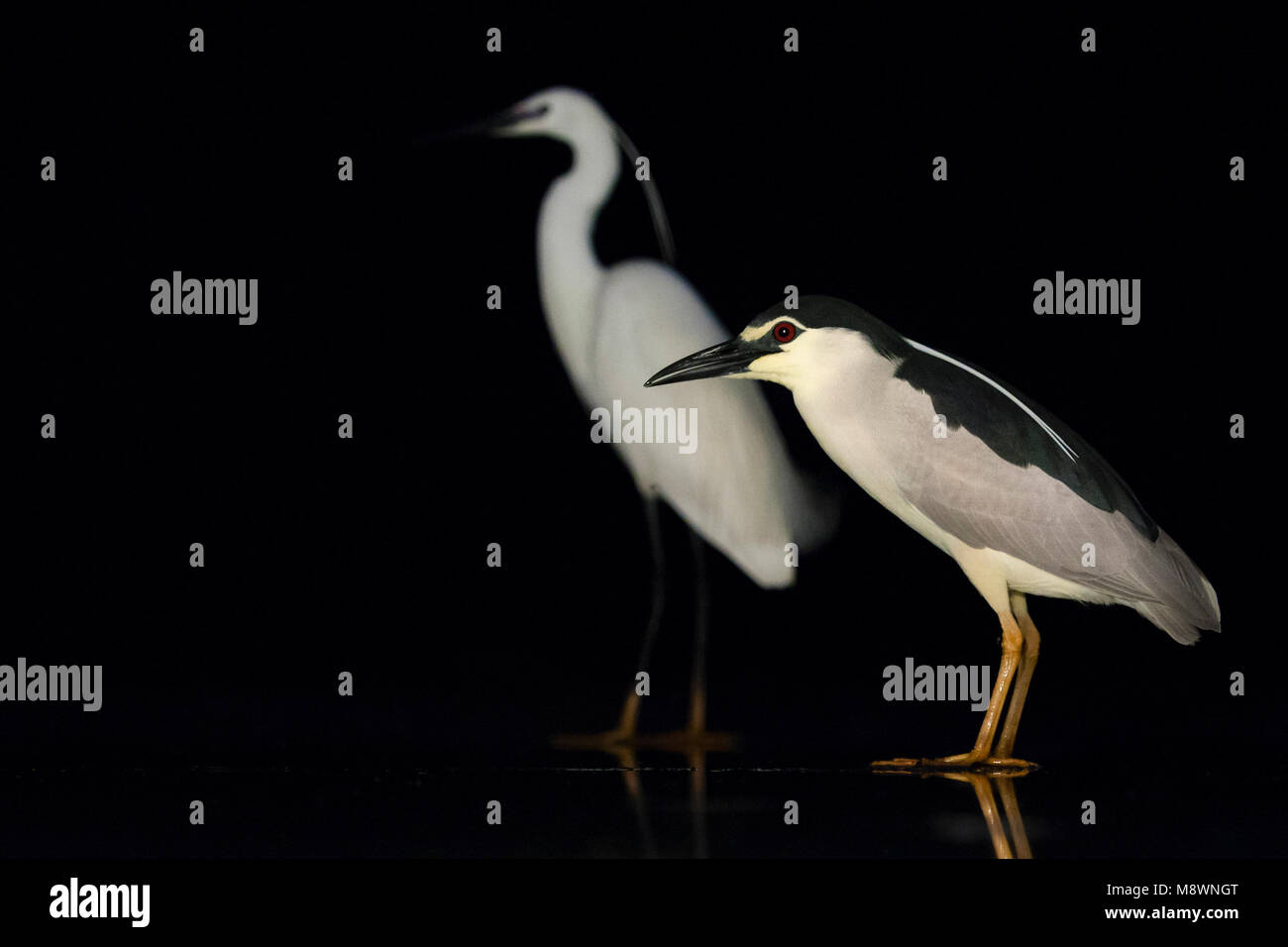 Kwak staand op ijs rencontré Kleine Zilverreiger dans achtergrond ; bihoreau gris debout sur la glace avec l'Aigrette garzette en arrière-plan Banque D'Images