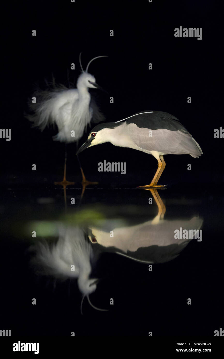 Kwak staand op ijs rencontré Kleine Zilverreiger dans achtergrond ; bihoreau gris debout sur la glace avec l'Aigrette garzette en arrière-plan Banque D'Images