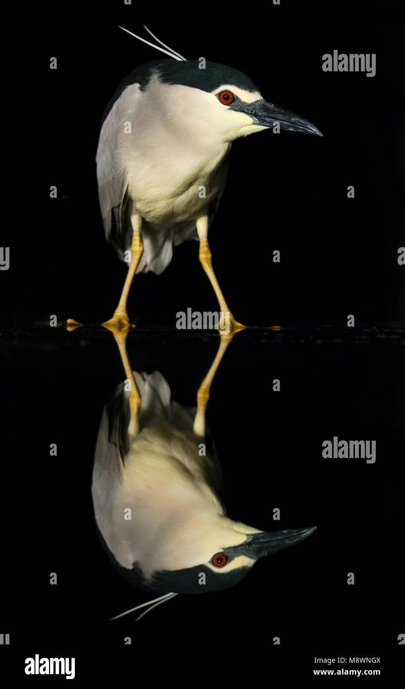 Dans l'eau ; Kwak staand bihoreau gris debout dans l'eau Banque D'Images