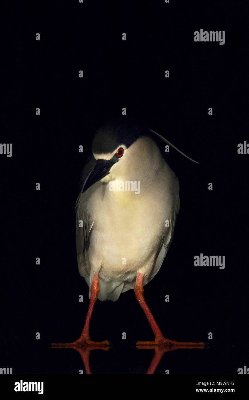 Kwak staand op ijs ; bihoreau gris debout sur la glace Banque D'Images