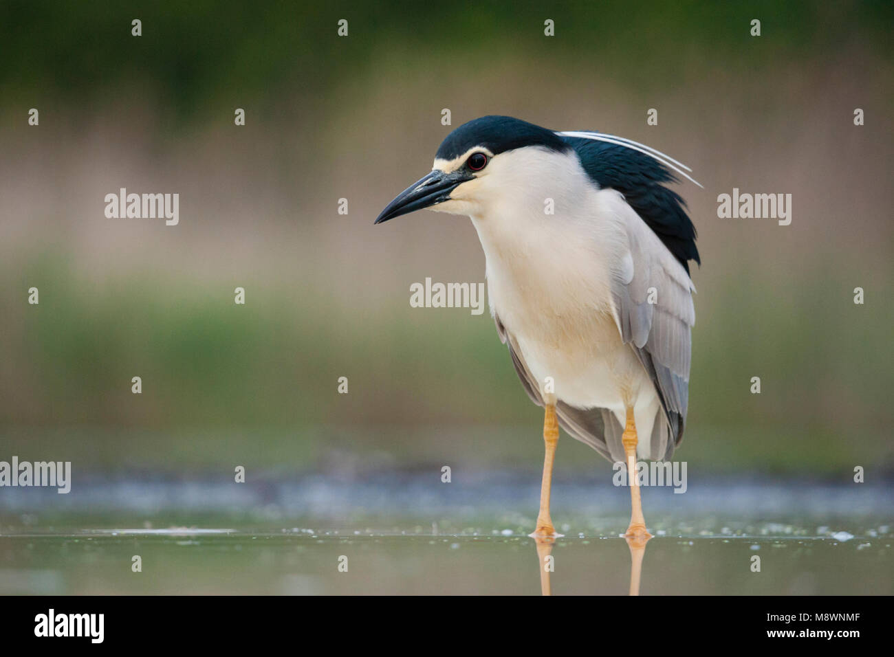 Dans l'eau ; Kwak staand bihoreau gris debout dans l'eau Banque D'Images