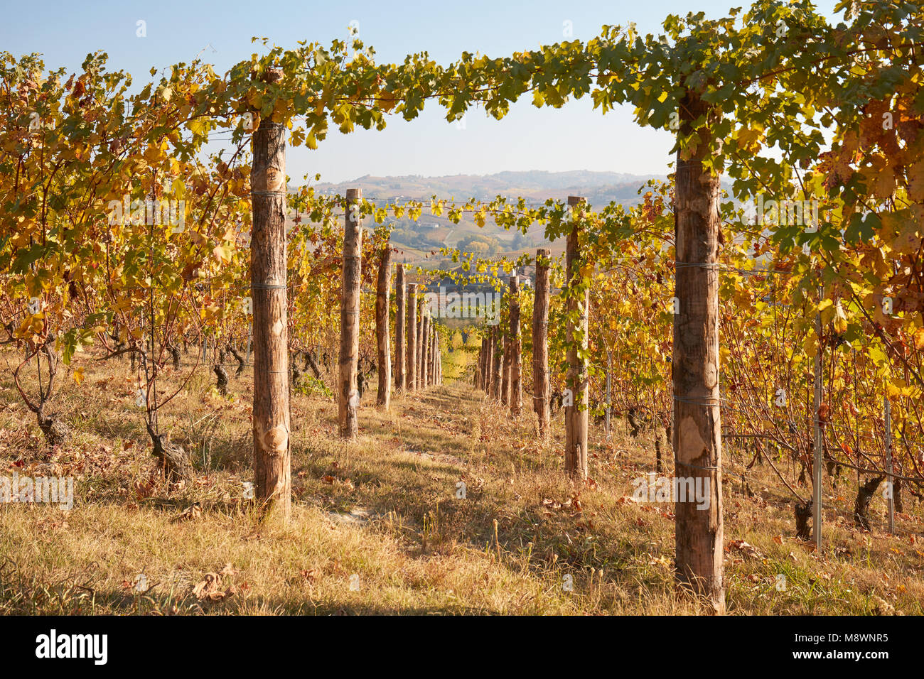 Vignoble en automne, vignes avec poteaux de bois dans une journée ensoleillée, point de fuite Banque D'Images