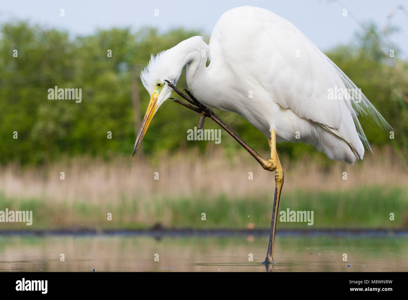 Grote Zilverreiger zichzelf krabbend dans l'eau ; Western Great Egret rayer elle-même dans l'eau Banque D'Images