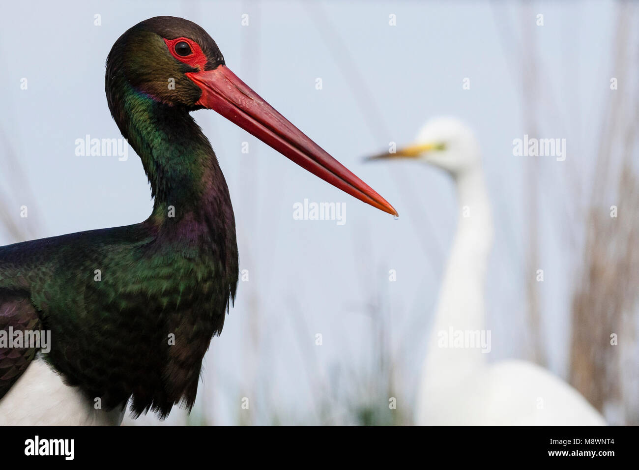 Zwarte Ooievaar Grote Zilverreiger portret rencontré op achtergrond ; Cigogne noire portrait avec grande aigrette en arrière-plan Banque D'Images