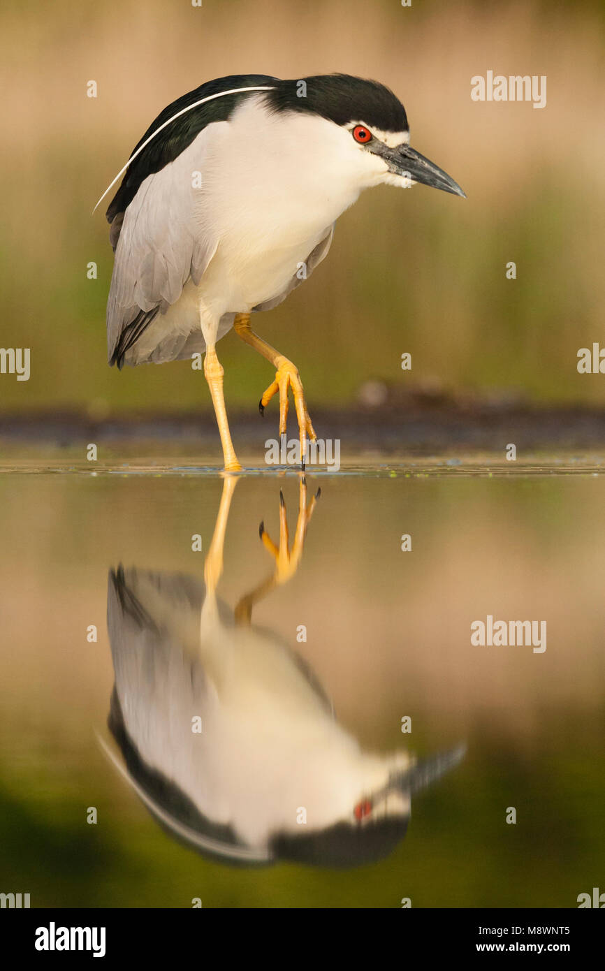 Dans l'eau ; Kwak lopend bihoreau gris marcher dans l'eau Banque D'Images