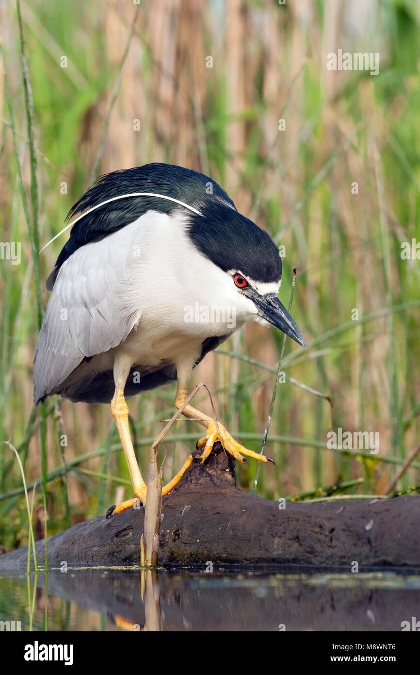 Plus omgevallen boomstam Kwak lopend ; bihoreau gris marche sur tronc d'arbre chute Banque D'Images