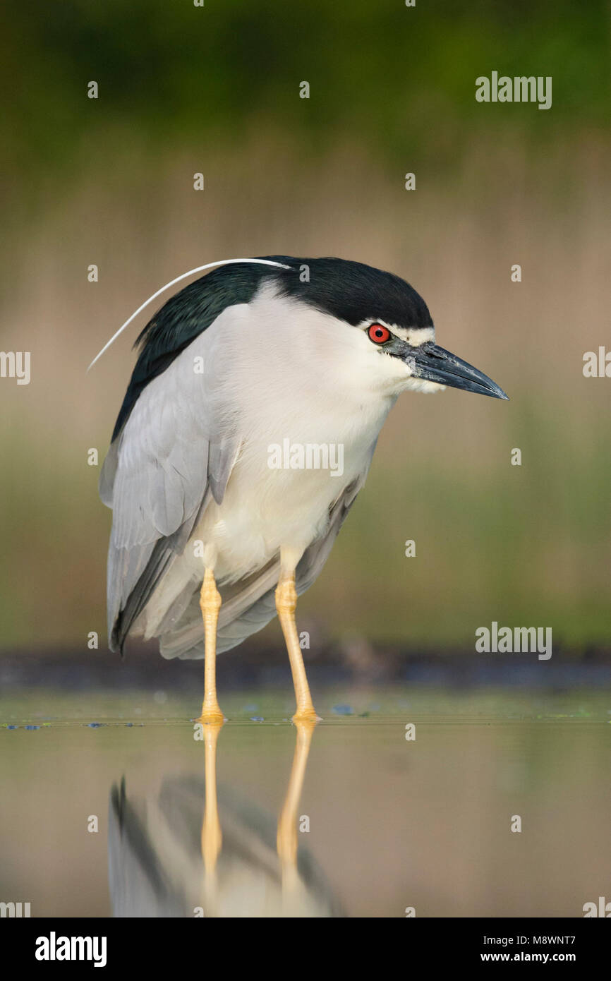 Dans l'eau ; Kwak staand bihoreau gris debout dans l'eau Banque D'Images
