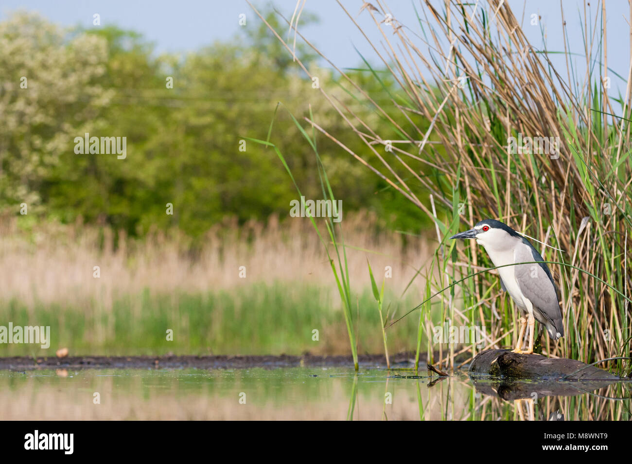 Kwak staand op 7441 ; bihoreau gris debout à waterside Banque D'Images