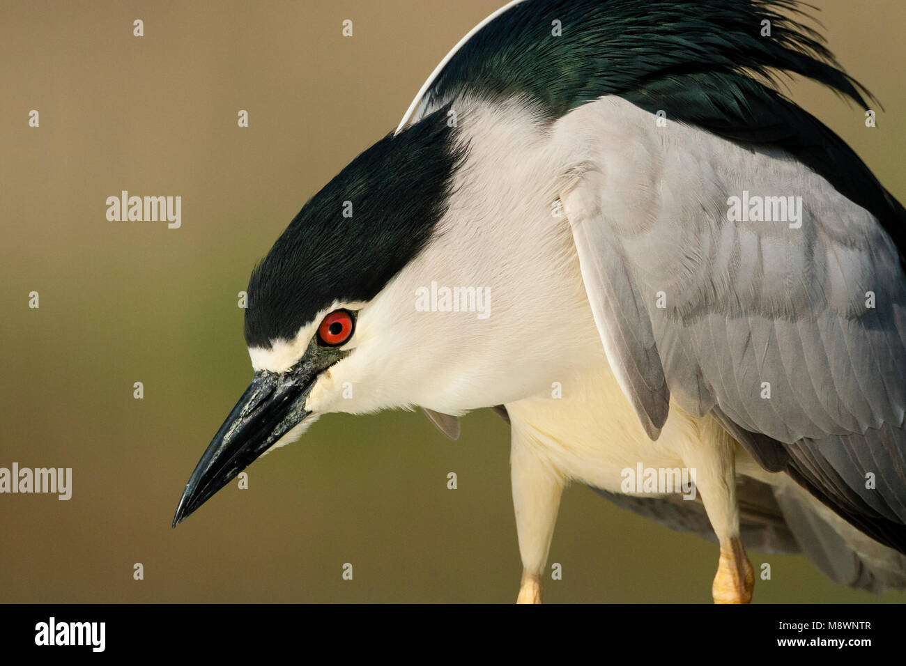 Kwak staand ; bihoreau gris debout Banque D'Images