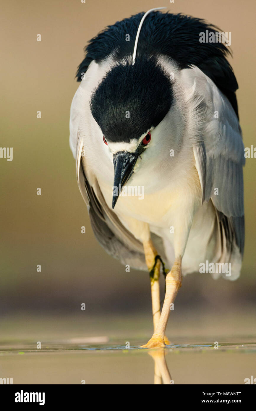 Dans l'eau ; Kwak lopend bihoreau gris marcher dans l'eau Banque D'Images