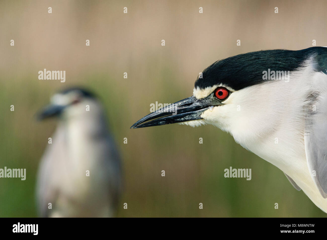 Dans soortgenoot Kwak portret rencontré achtergrond ; bihoreau gris en arrière-plan de congénères avec portrait Banque D'Images