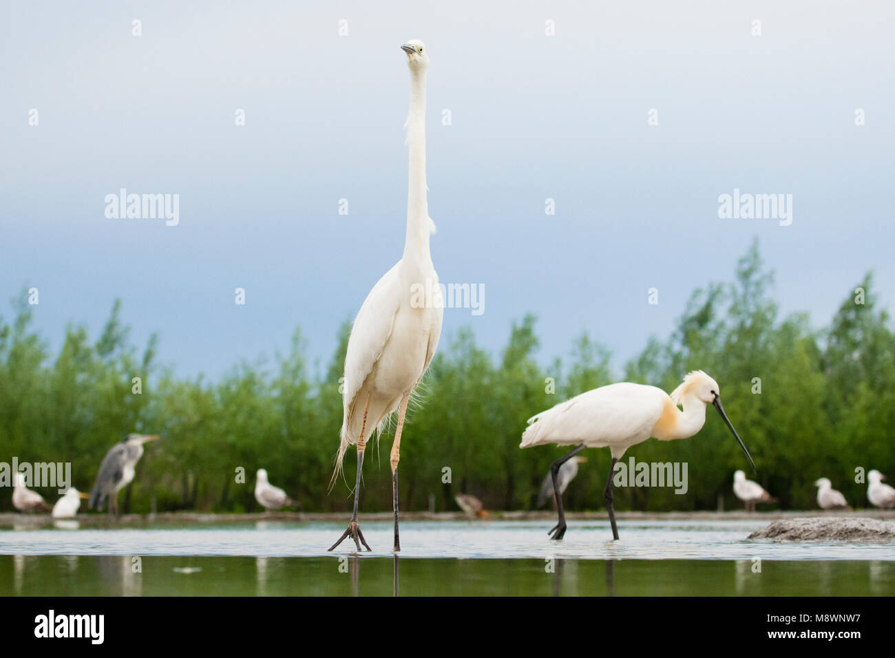 Grote Zilverreiger lopend dans l'eau naast Lepelaar ; Western Great Egret marcher dans l'eau à côté de la spatule blanche Banque D'Images