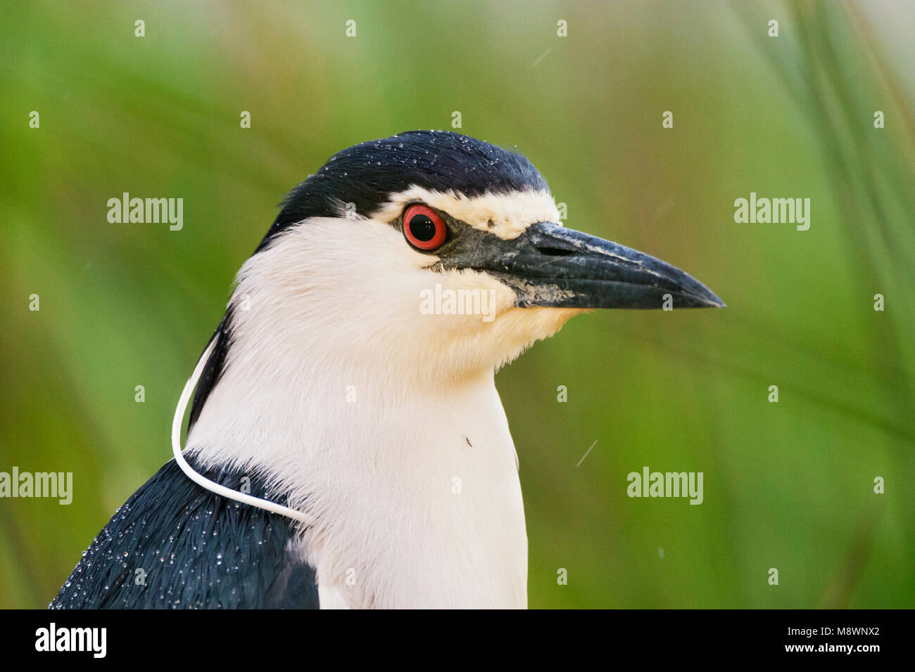 Kwak portret ; bihoreau gris portrait Banque D'Images