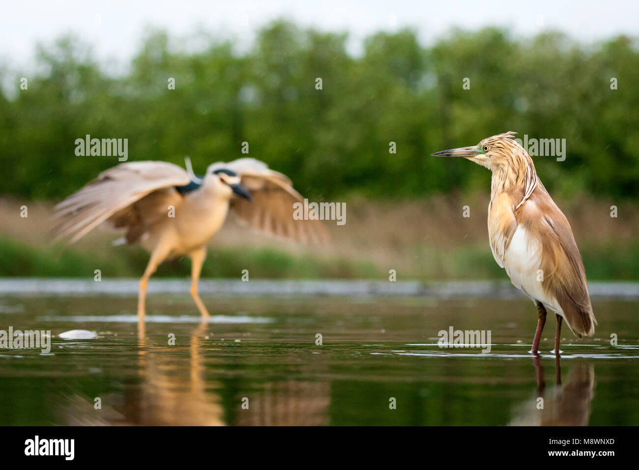 Volwassen Ralreiger staand dans de l'eau rencontrés Kwak op achtergrond, crabier chevelu des profils dans l'eau avec bihoreau gris en arrière-plan Banque D'Images