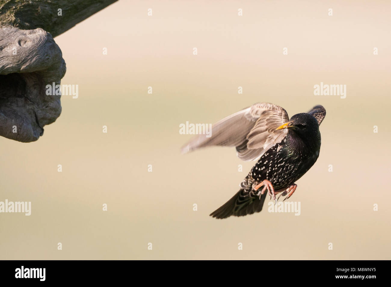 Spreeuw vliegend bij nid ; Étourneau Sansonnet volant près de nest Banque D'Images