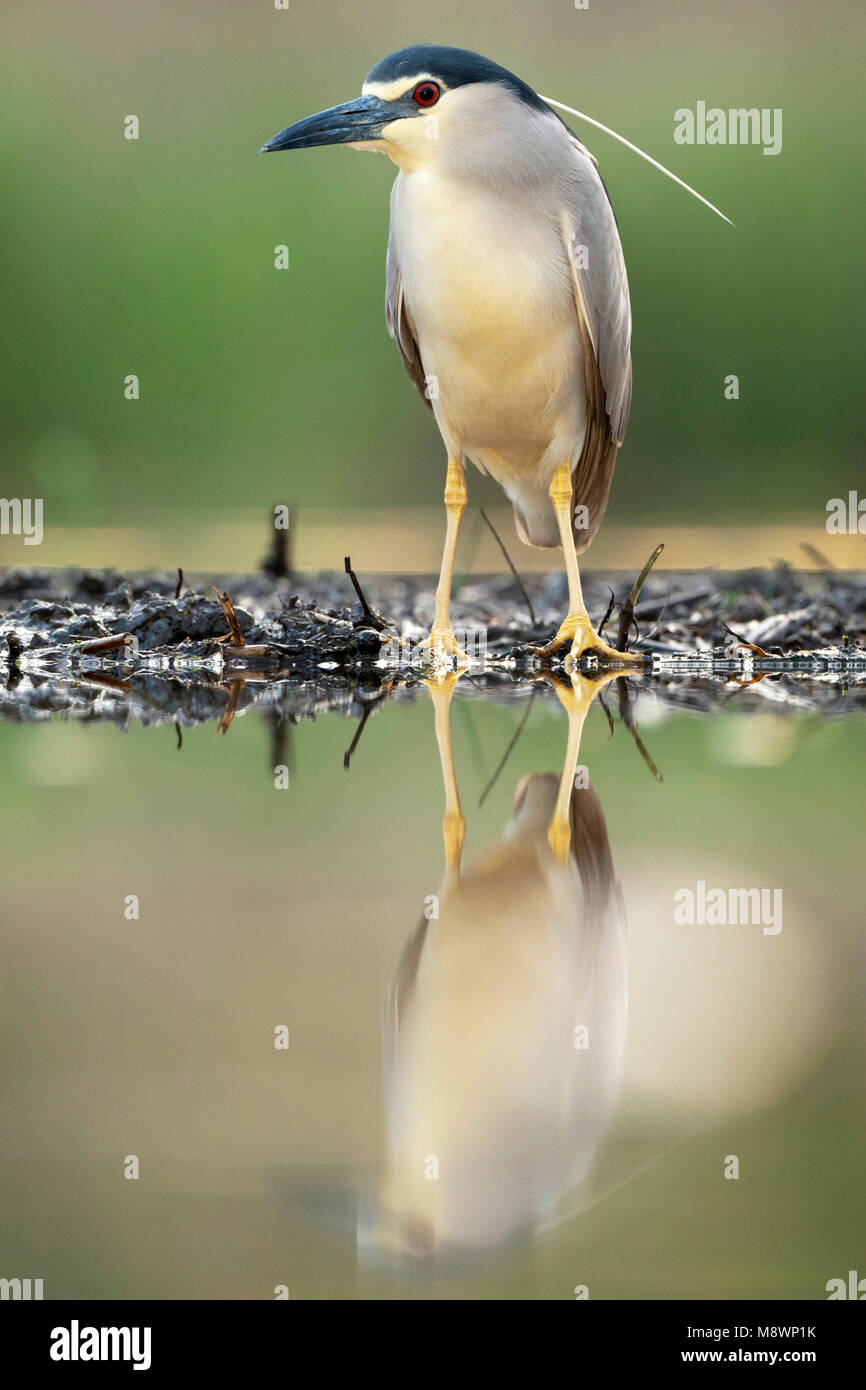 Kwak staand op 7441 ; bihoreau gris debout à waterside Banque D'Images