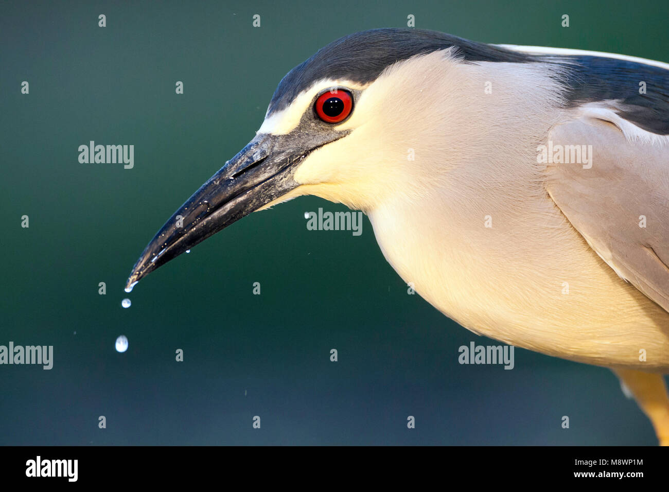 Kwak portret ; bihoreau gris portrait Banque D'Images