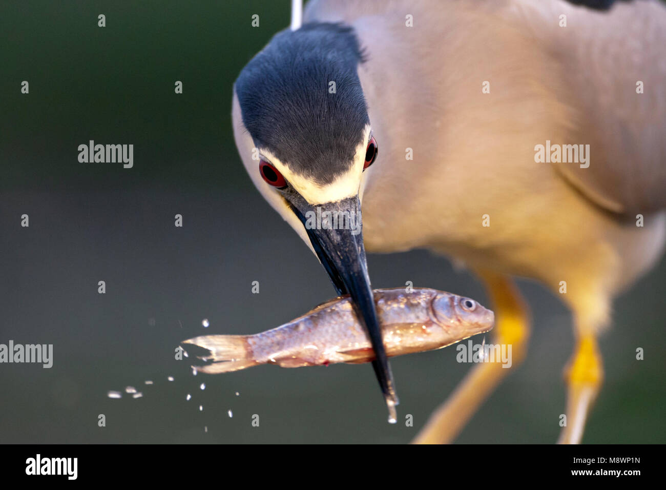 Kwak a rencontré gevangen vis in bek ; bihoreau gris avec des poissons capturés en bec Banque D'Images