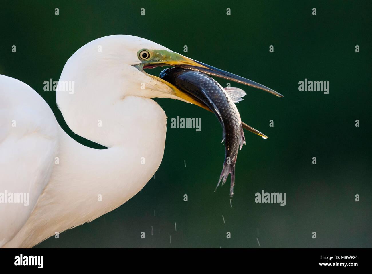 Grote Zilverreiger rencontré vis à bek ; Western Great Egret du poisson de bec Banque D'Images