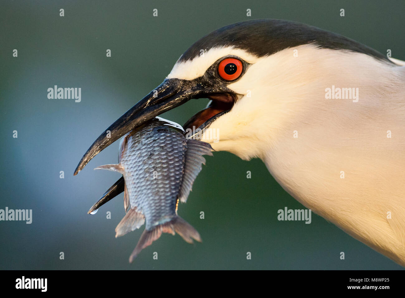 Kwak a rencontré gevangen vis in bek ; bihoreau gris avec des poissons capturés en bec Banque D'Images