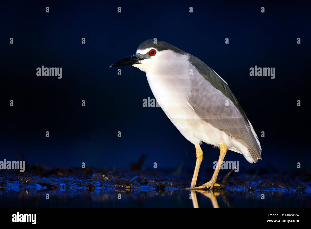 En 7441 Kwak staand op de avond ; bihoreau gris debout à bord de l'eau dans la soirée Banque D'Images