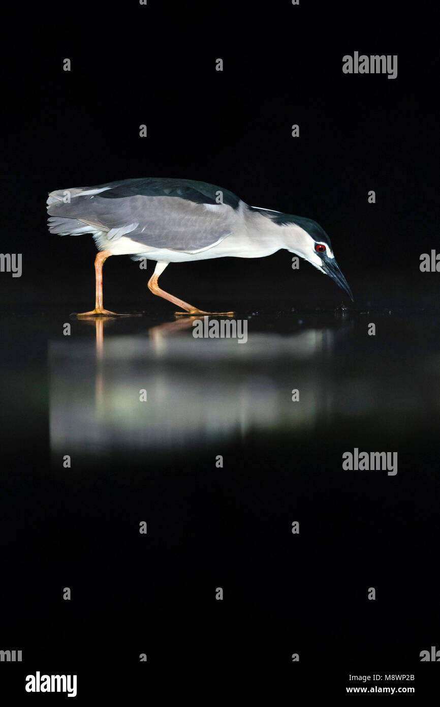 Kwak, jagend dans l'eau ; bihoreau gris dans l'eau de chasse Banque D'Images