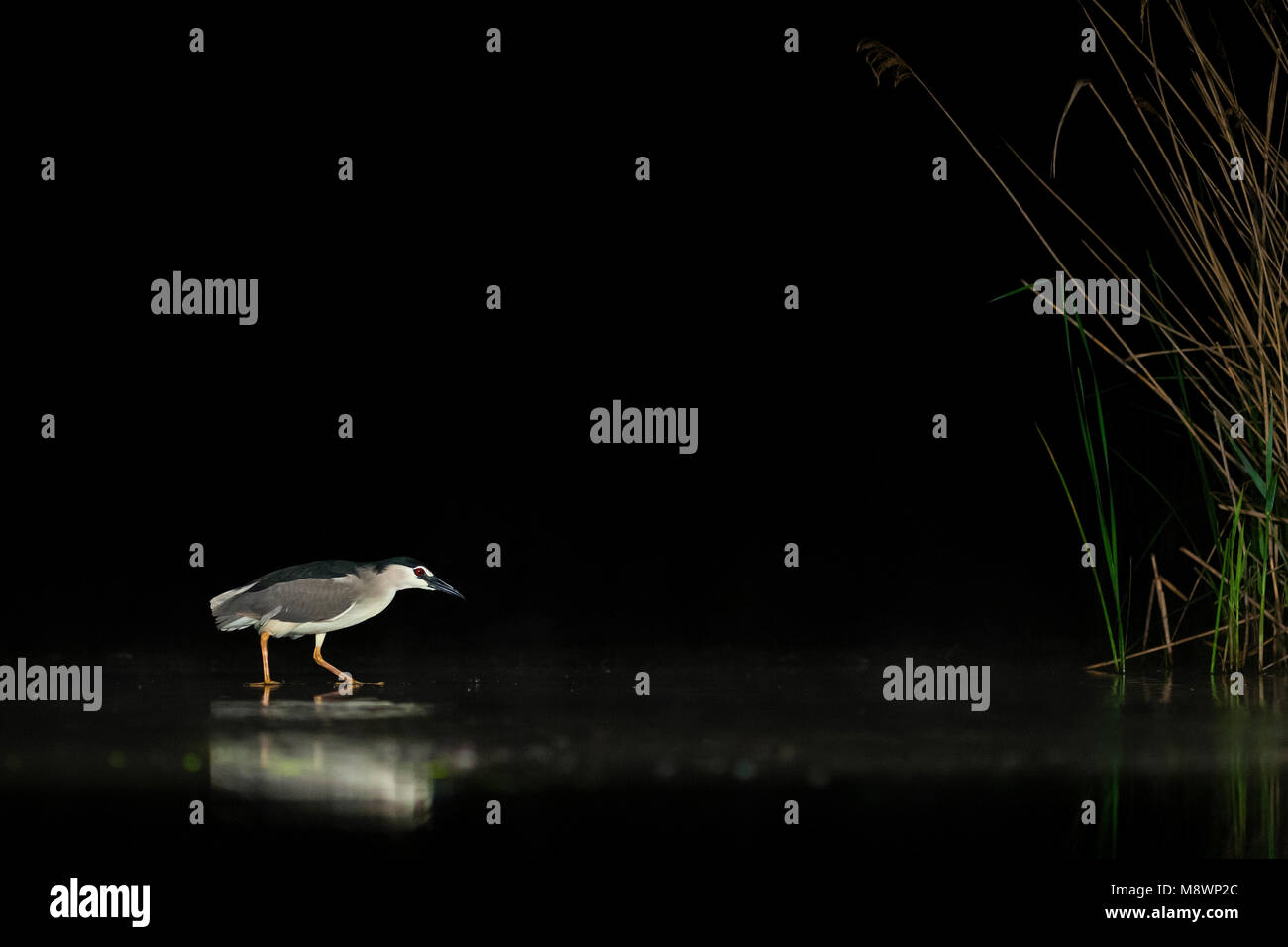 Kwak, jagend dans l'eau ; bihoreau gris dans l'eau de chasse Banque D'Images