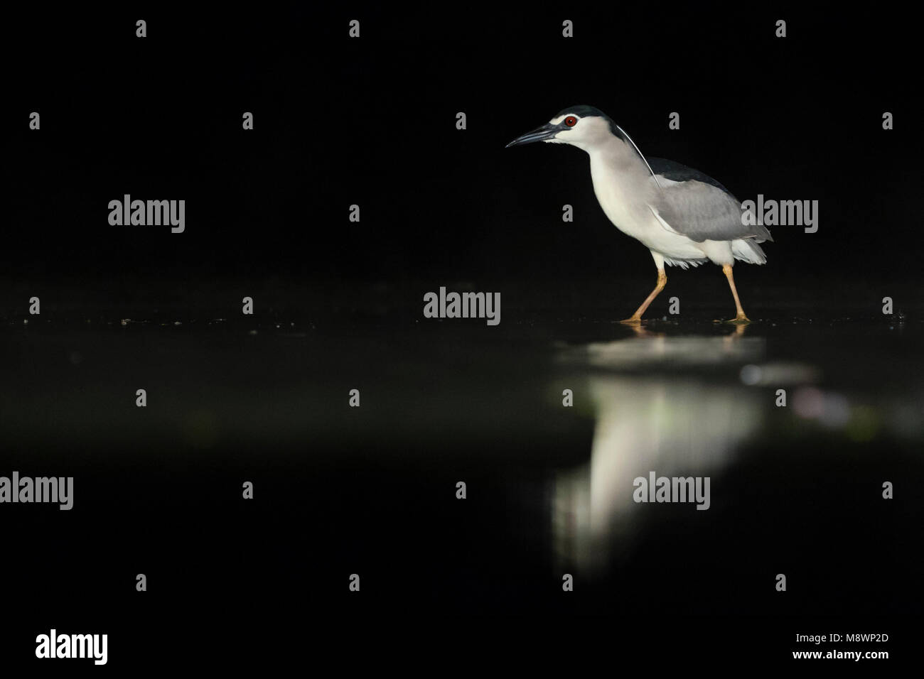 Dans l'eau ; Kwak lopend bihoreau gris marcher dans l'eau Banque D'Images