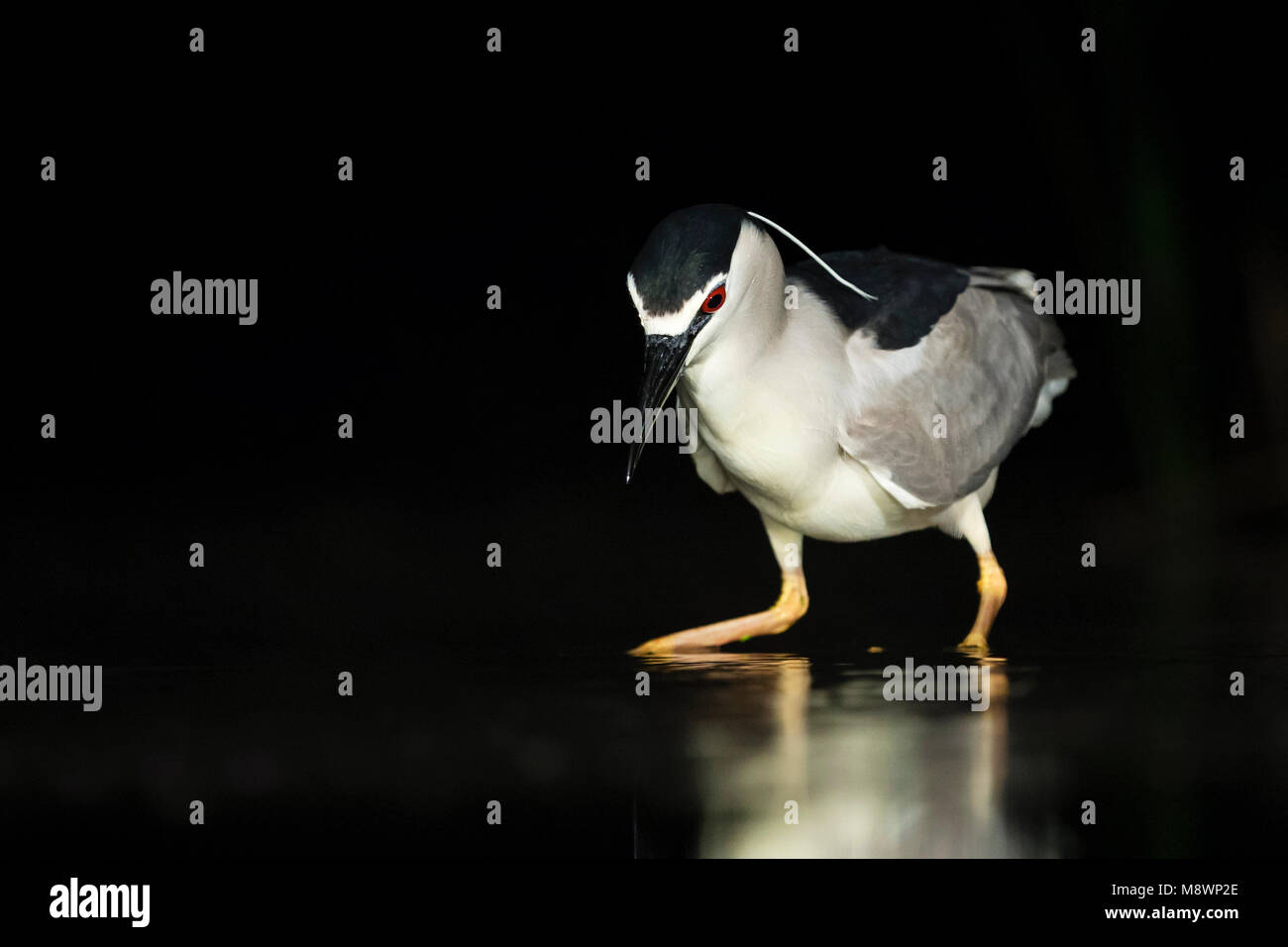 Kwak, jagend dans l'eau ; bihoreau gris dans l'eau de chasse Banque D'Images