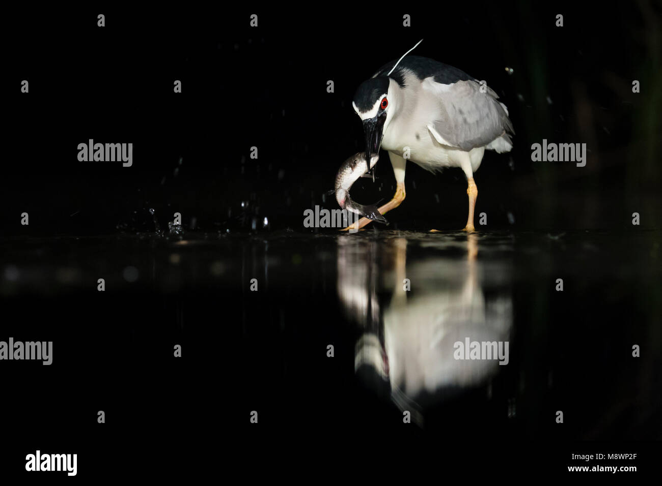 Kwak vangt vis ; bihoreau gris la capture de poissons Banque D'Images