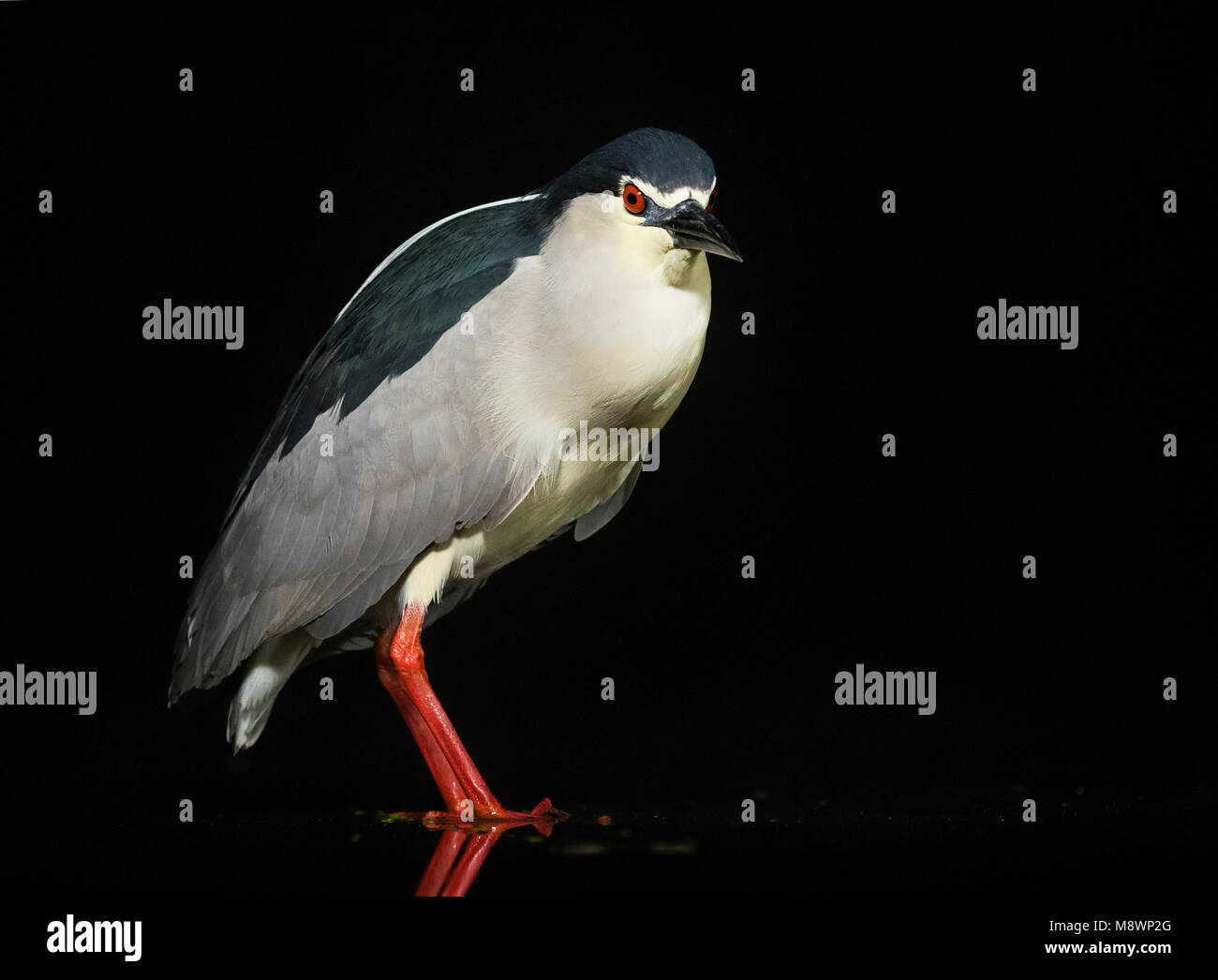 Dans l'eau ; Kwak staand bihoreau gris debout dans l'eau Banque D'Images