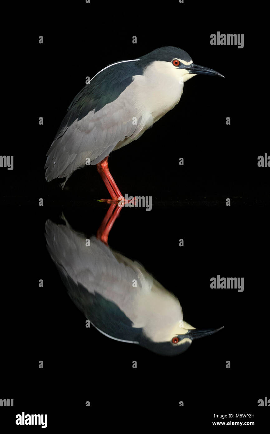 Dans l'eau ; Kwak staand bihoreau gris debout dans l'eau Banque D'Images