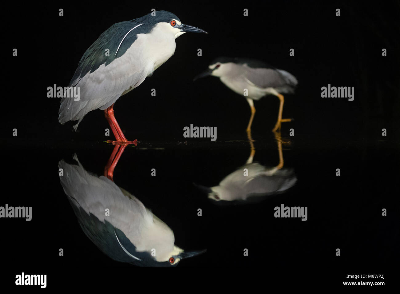 Kwakkend staand dans l'eau, le bihoreau à couronne noire debout dans l'eau Banque D'Images