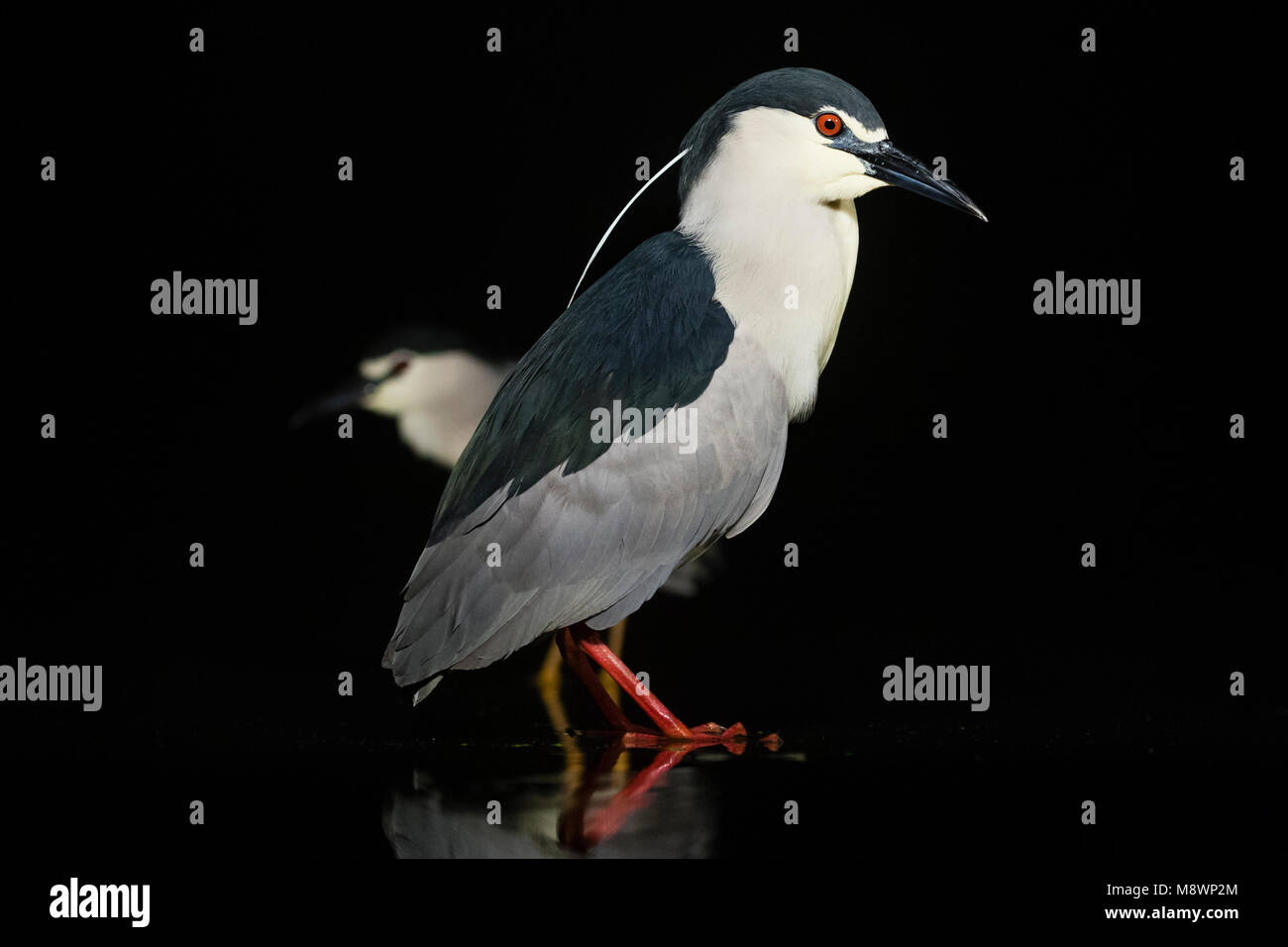 Kwakkend staand dans l'eau, le bihoreau à couronne noire debout dans l'eau Banque D'Images