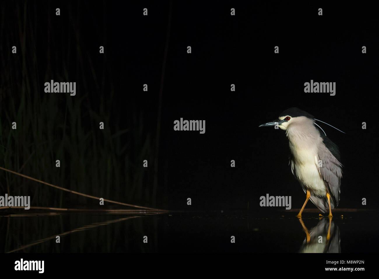Dans l'eau ; Kwak staand bihoreau gris debout dans l'eau Banque D'Images