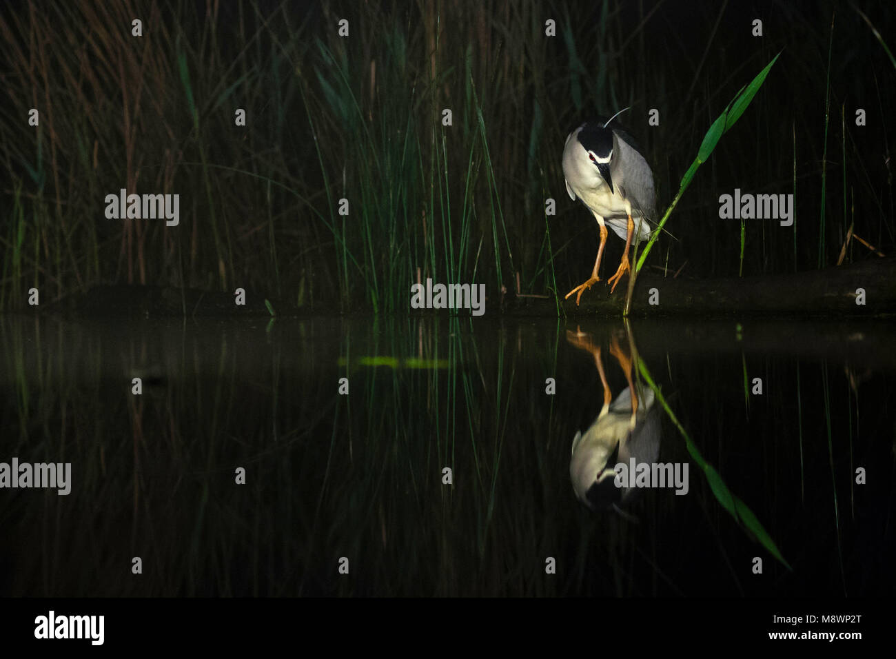 Kwak, jagend 7441 bij ; bihoreau gris au bord de l'eau à la chasse Banque D'Images