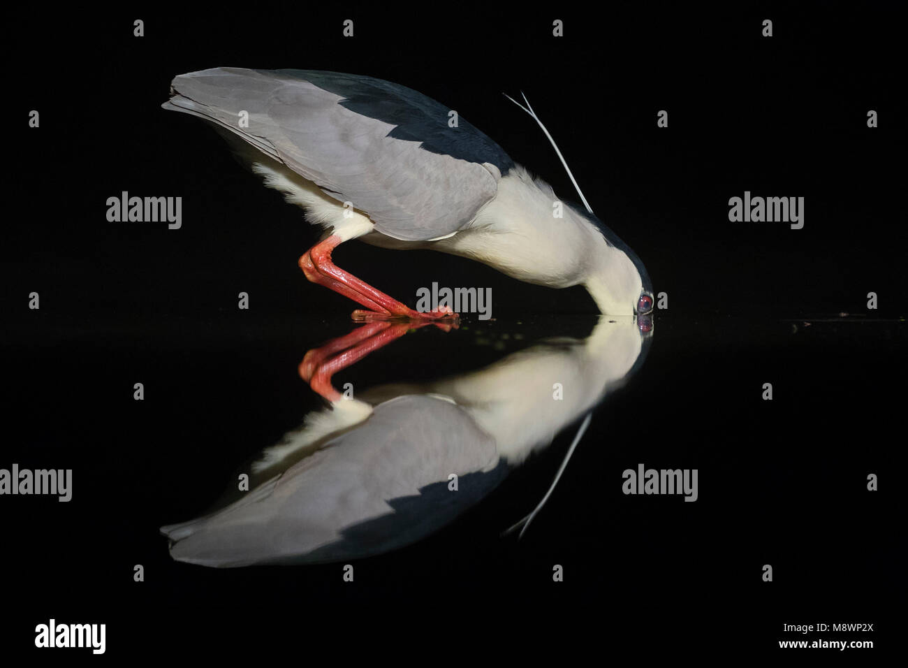 Kwak, jagend dans l'eau ; bihoreau gris dans l'eau de chasse Banque D'Images