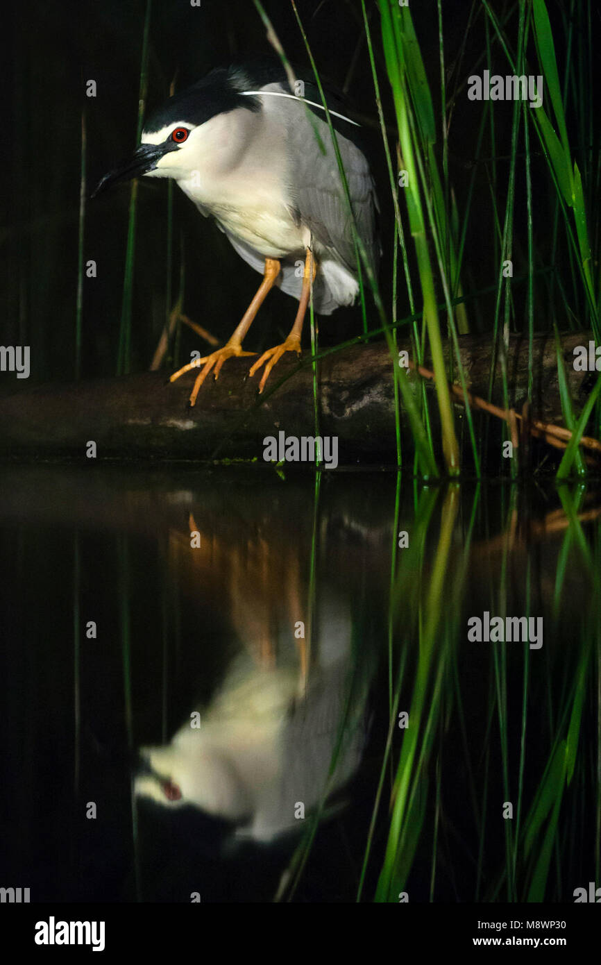 Kwak, jagend 7441 bij ; bihoreau gris au bord de l'eau à la chasse Banque D'Images