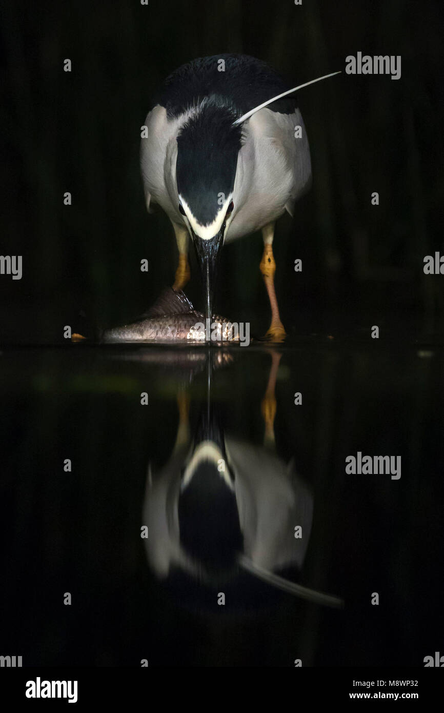Kwak vangt vis ; bihoreau gris la capture de poissons Banque D'Images