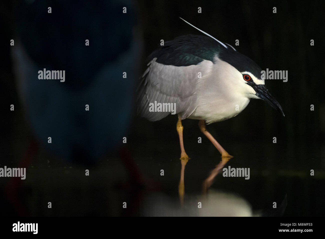 Jagend Kwak dans l'eau s'est réuni en soortgenoot voorgrond ; bihoreau gris chasse dans l'eau avec en premier plan des congénères Banque D'Images