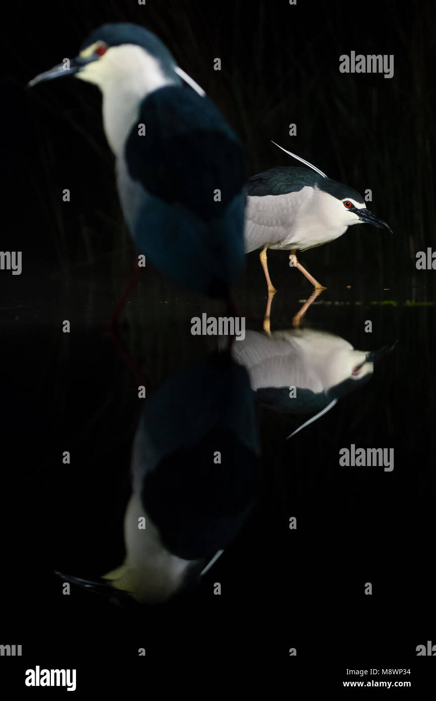 Jagend Kwak dans l'eau s'est réuni en soortgenoot voorgrond ; bihoreau gris chasse dans l'eau avec en premier plan des congénères Banque D'Images