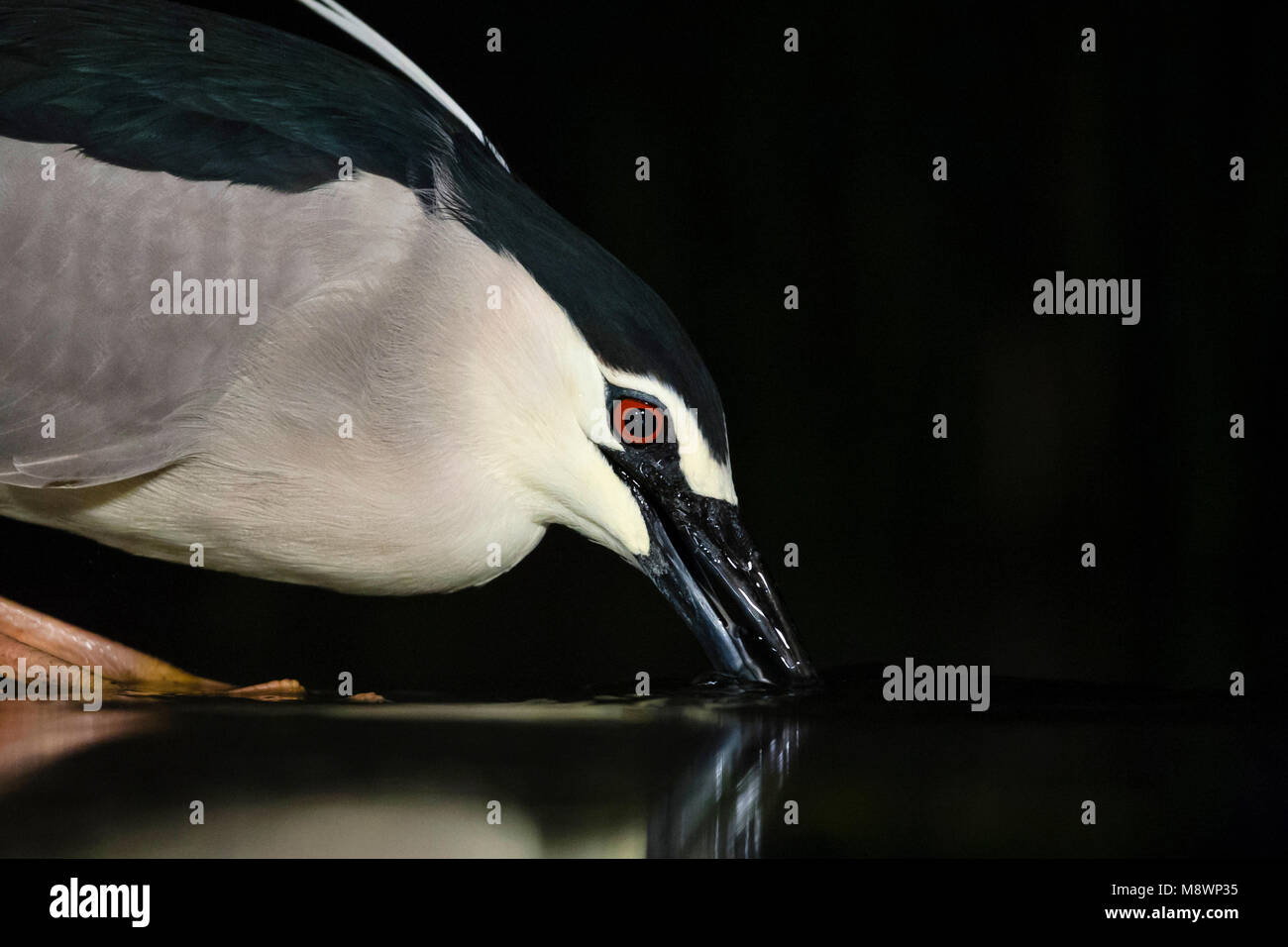 Kwak, jagend dans l'eau ; bihoreau gris dans l'eau de chasse Banque D'Images