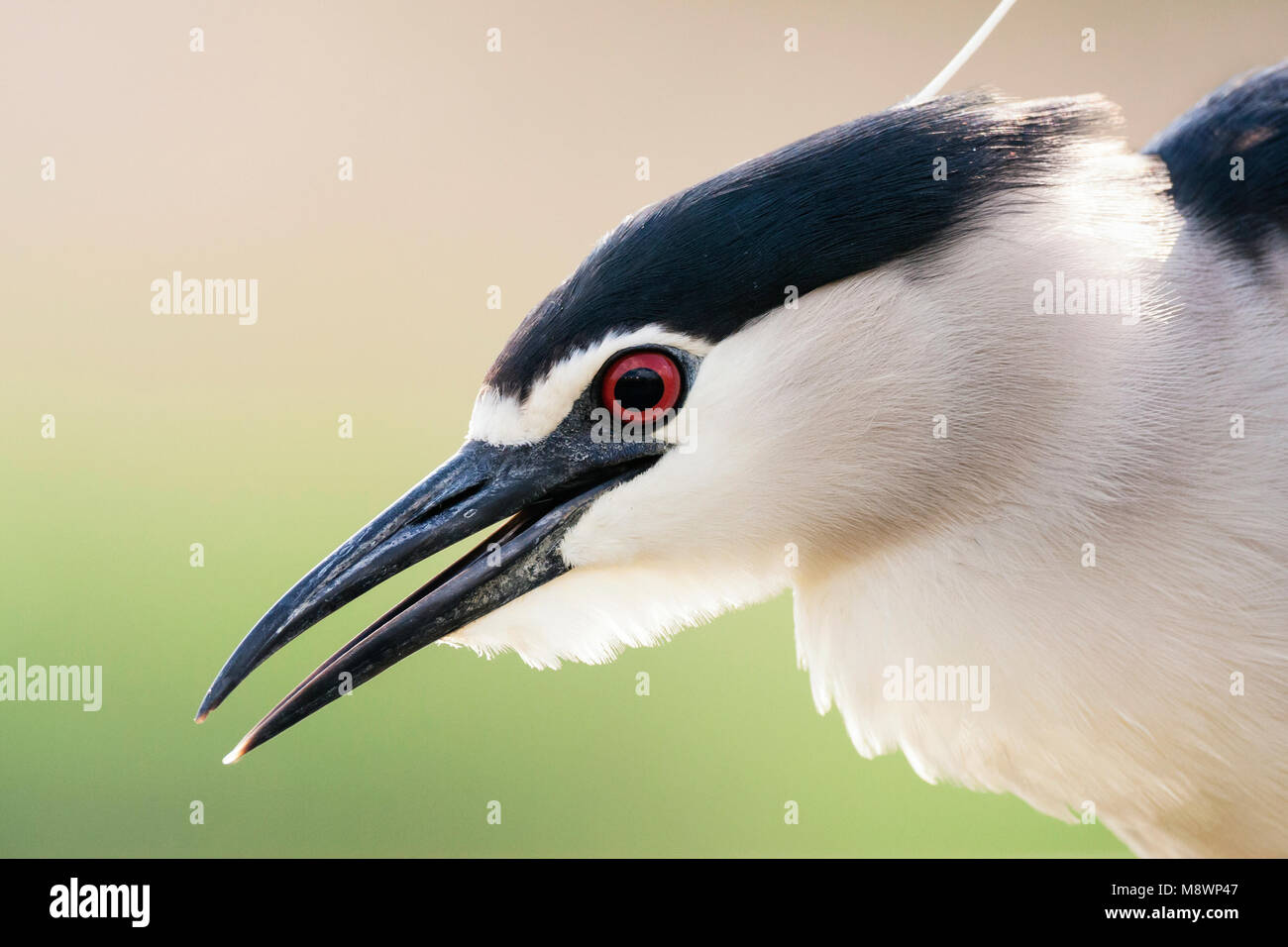 Kwak portret ; bihoreau gris portrait Banque D'Images