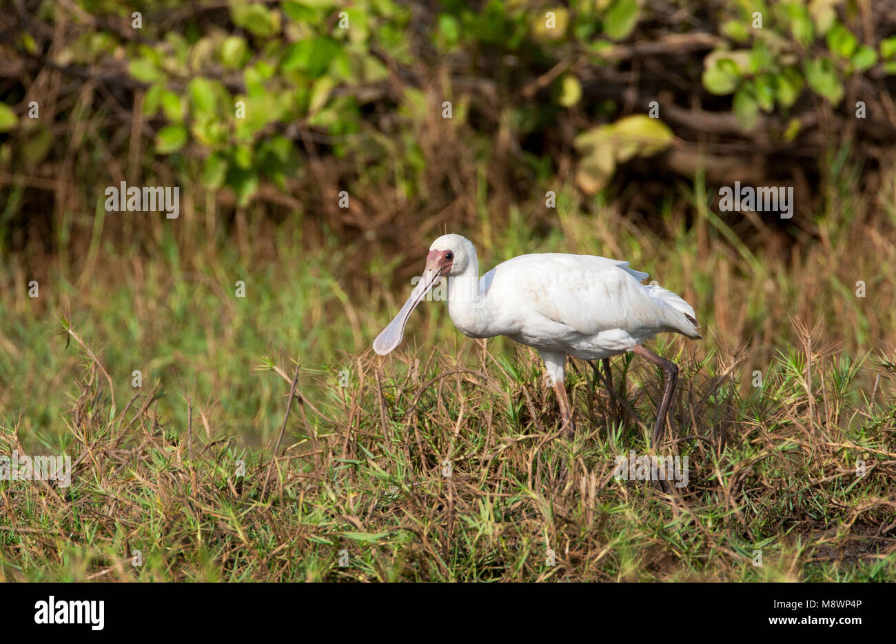 Dictionnaire de l'Afrique de Lepelaar, spatule blanche Platalea alba Banque D'Images