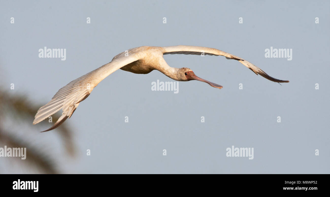 Dictionnaire de l'Afrique de Lepelaar, spatule blanche Platalea alba Banque D'Images