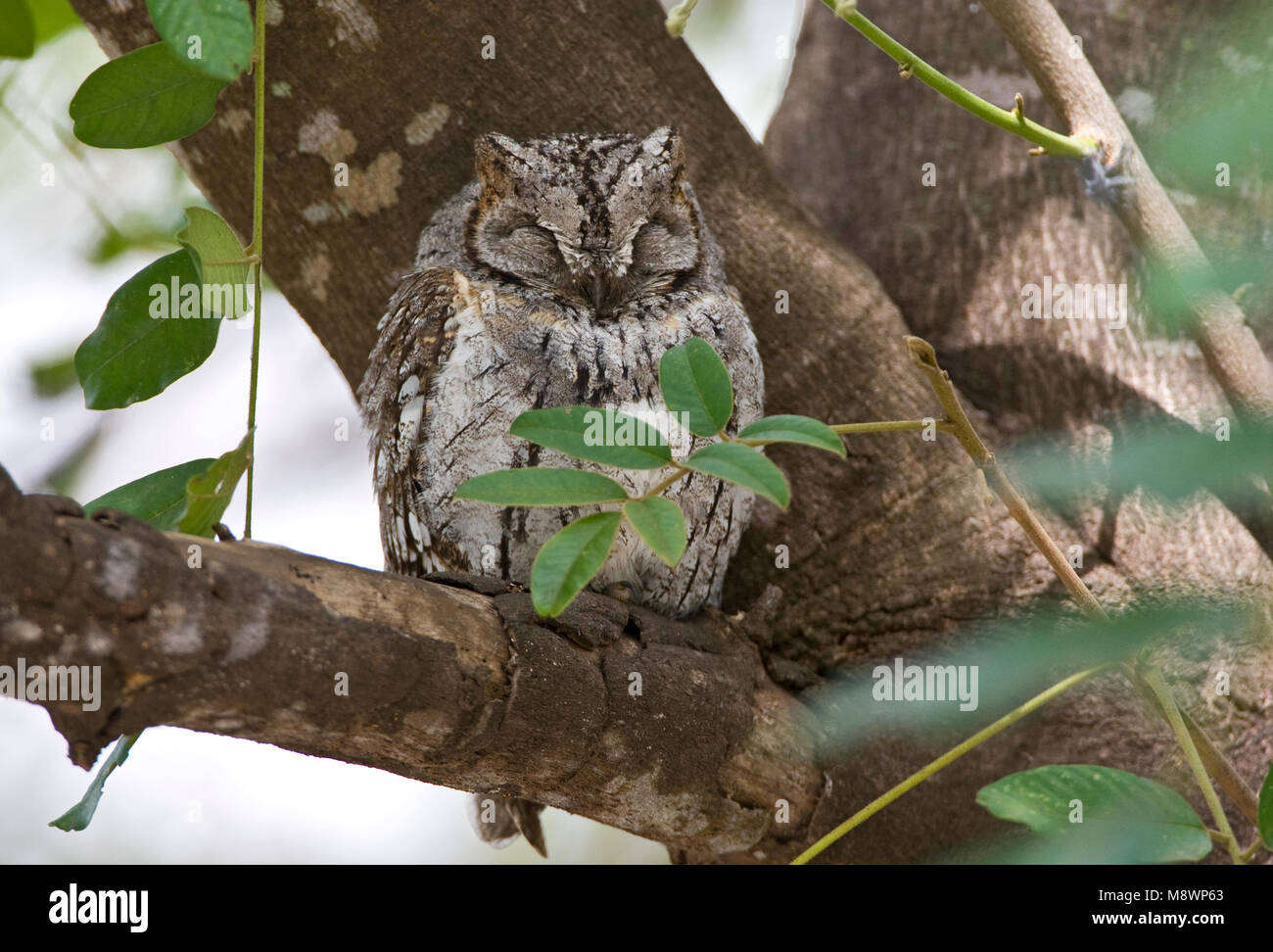 Glossaire sur l'Afrique, Dwergooruil Scops-Owl Otus senegalensis, Banque D'Images