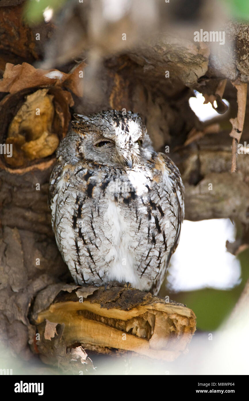Glossaire sur l'Afrique, Dwergooruil Scops-Owl Otus senegalensis, Banque D'Images