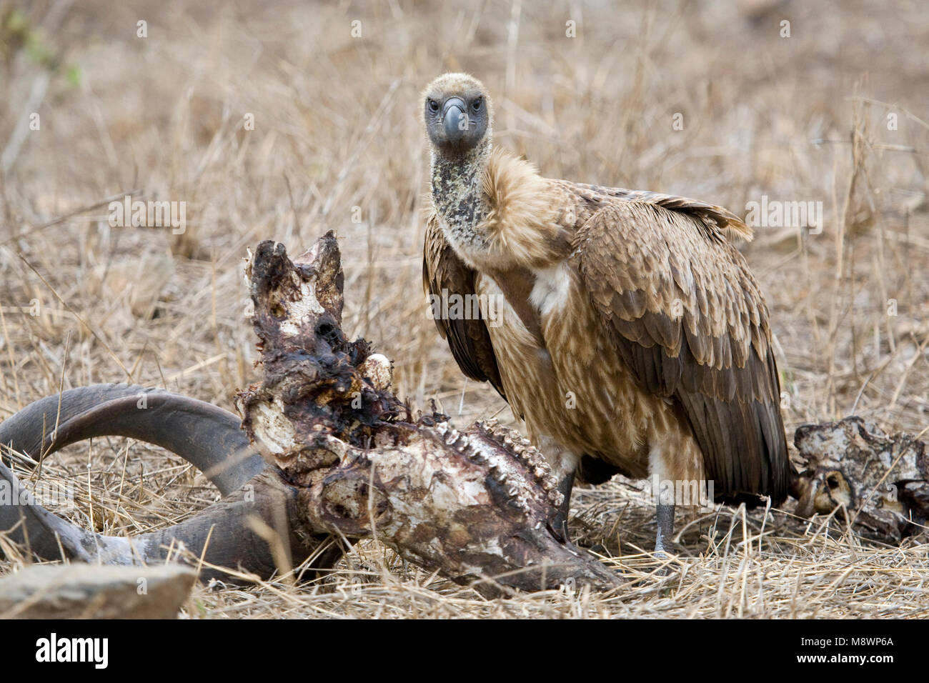 Witruggier, Africain, Gyps africanus Banque D'Images