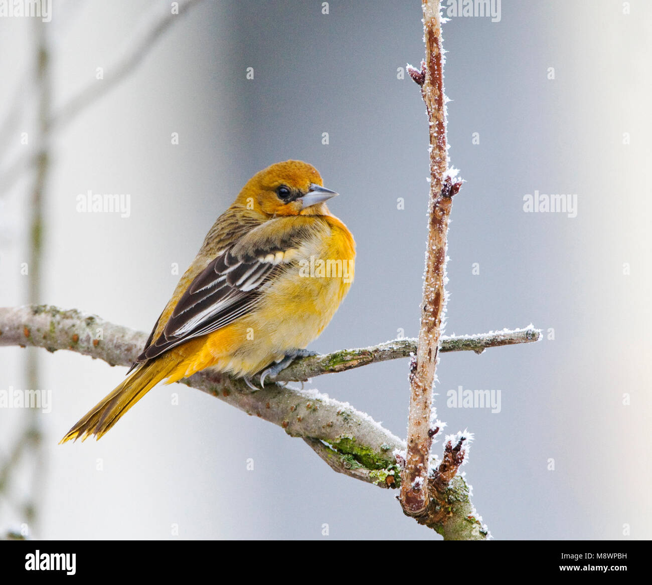 Noordelijke Verdwaalde Troepiaal dans Ouddorp ; Vagabond Oriole de Baltimore aux Pays-Bas Banque D'Images